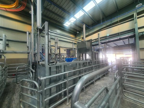 Live cattle automatic meter